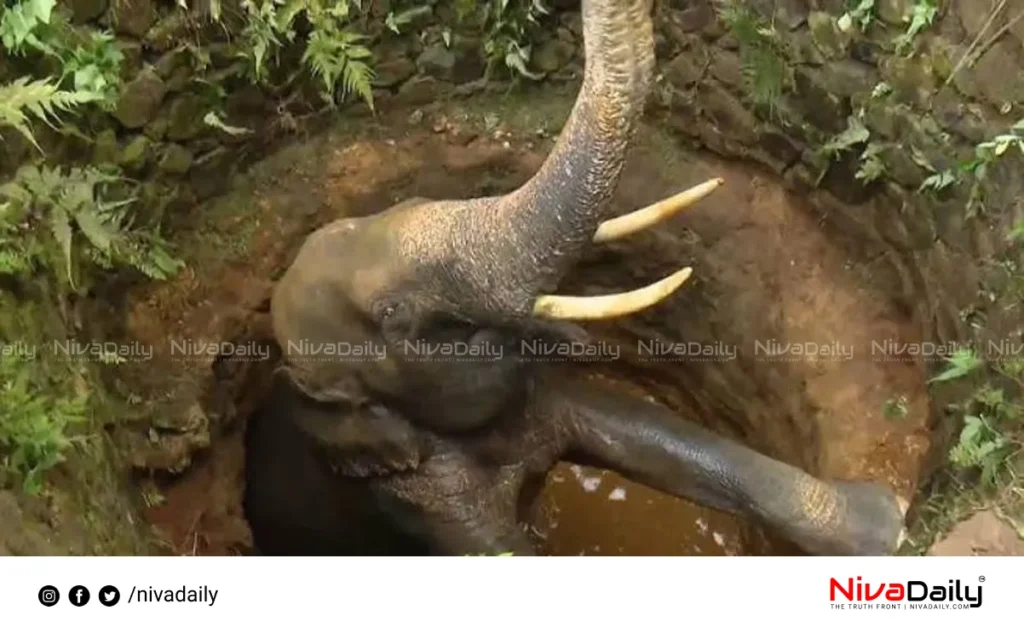 Elephant Rescue