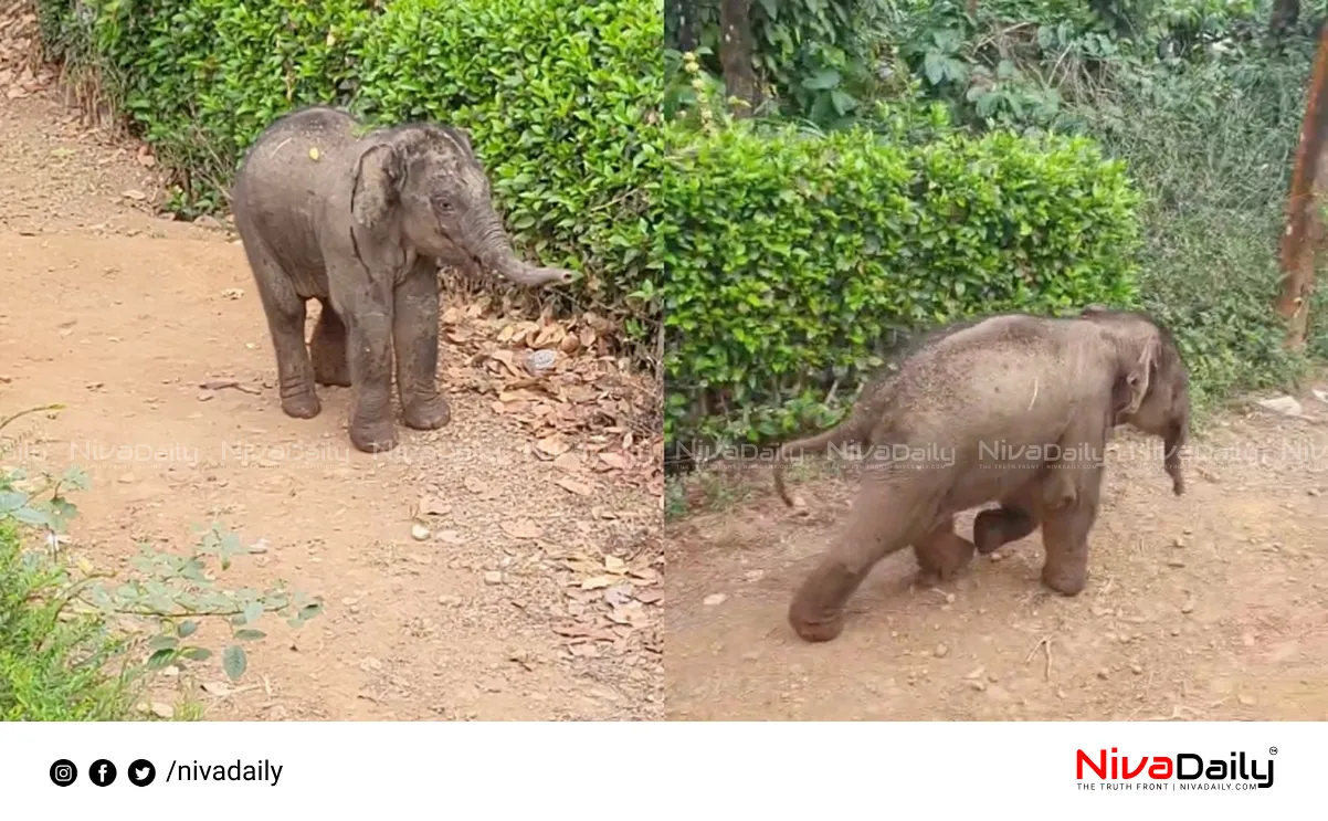 Elephant Rescue