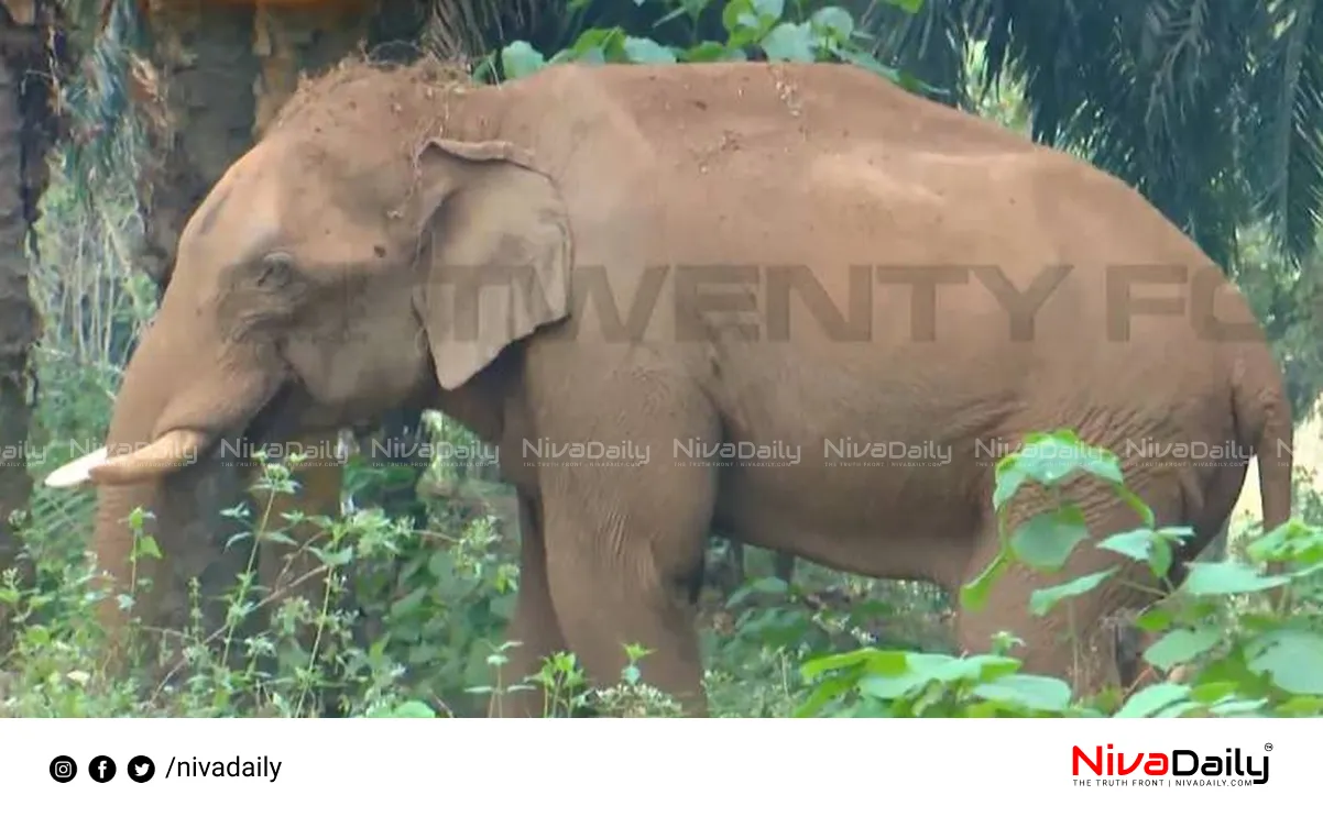 Injured Elephant