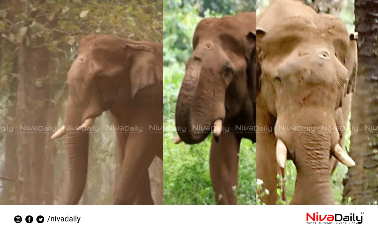 Athirappilly Elephant