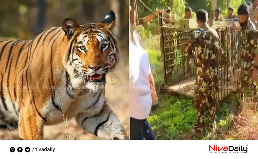 Tiger Attack