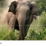 Wild Elephant Attack