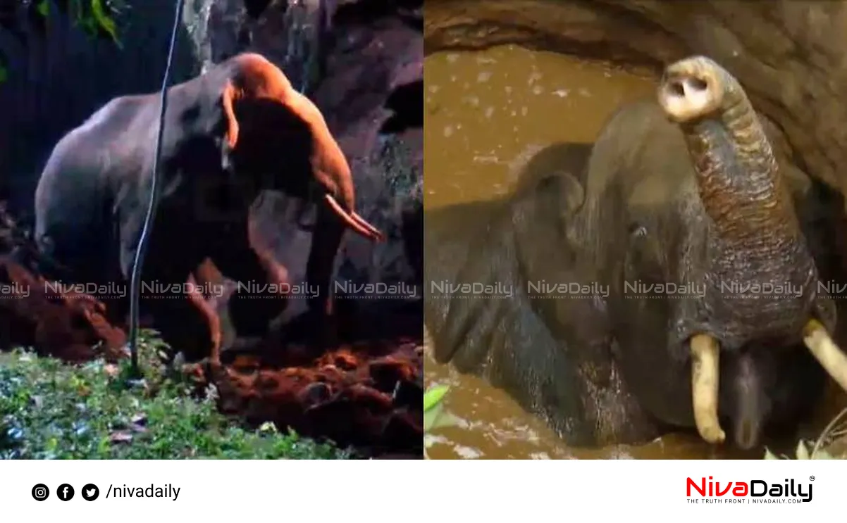 Elephant Rescue