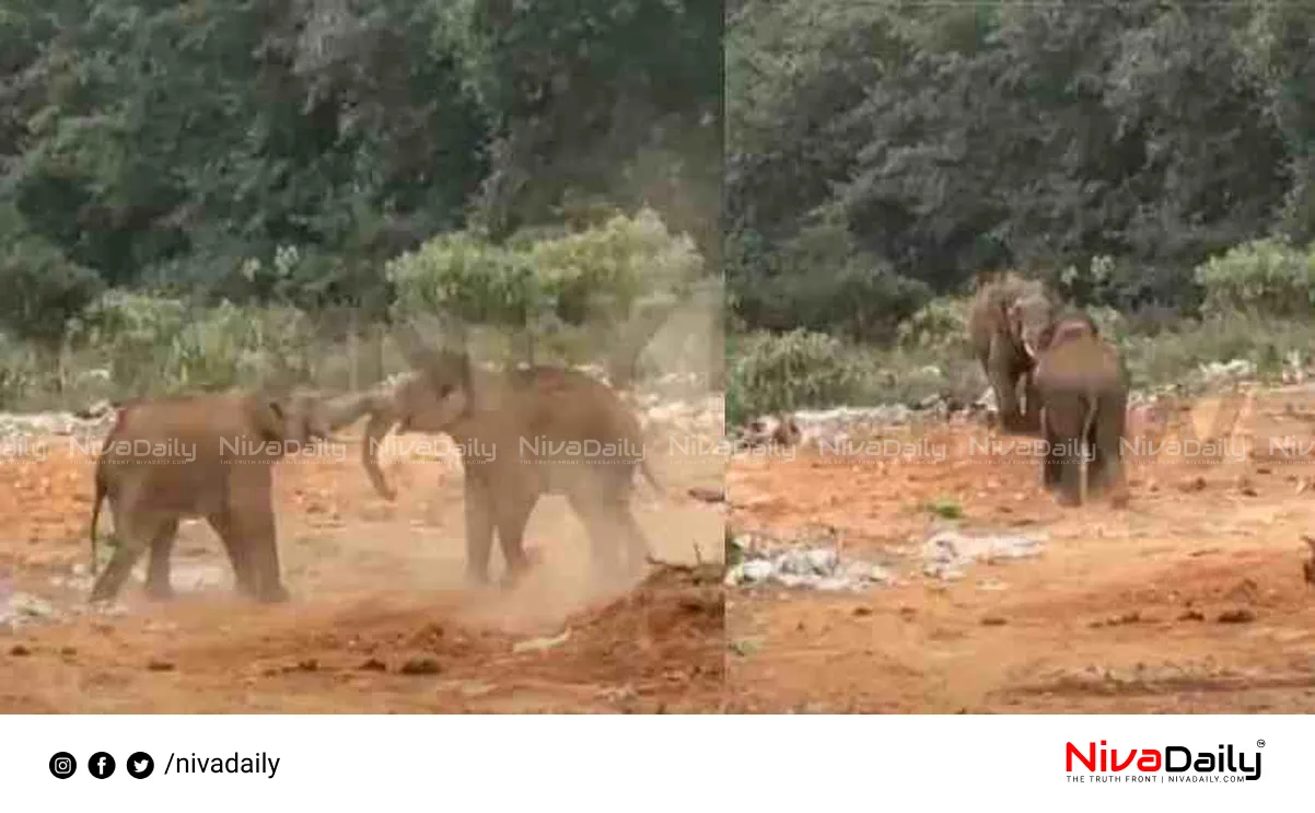 Munnar Elephants