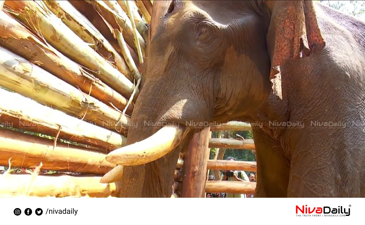 Athirappilly Elephant