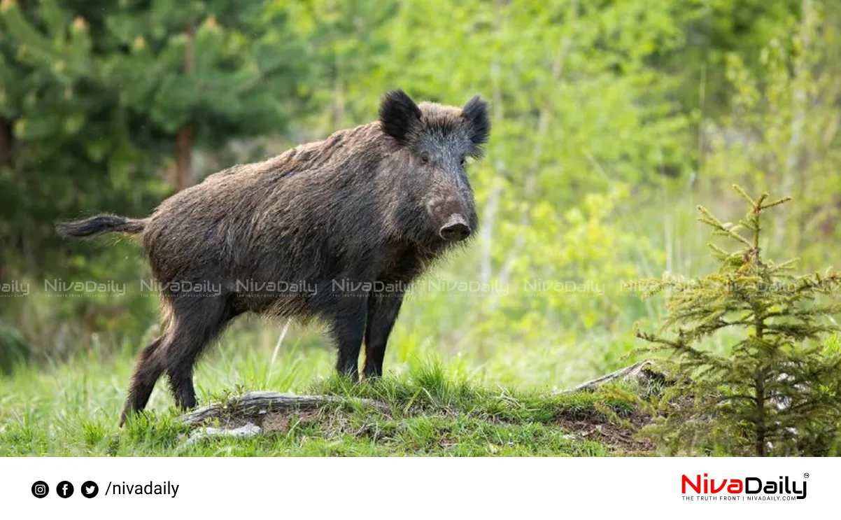 Wild Boar Attack