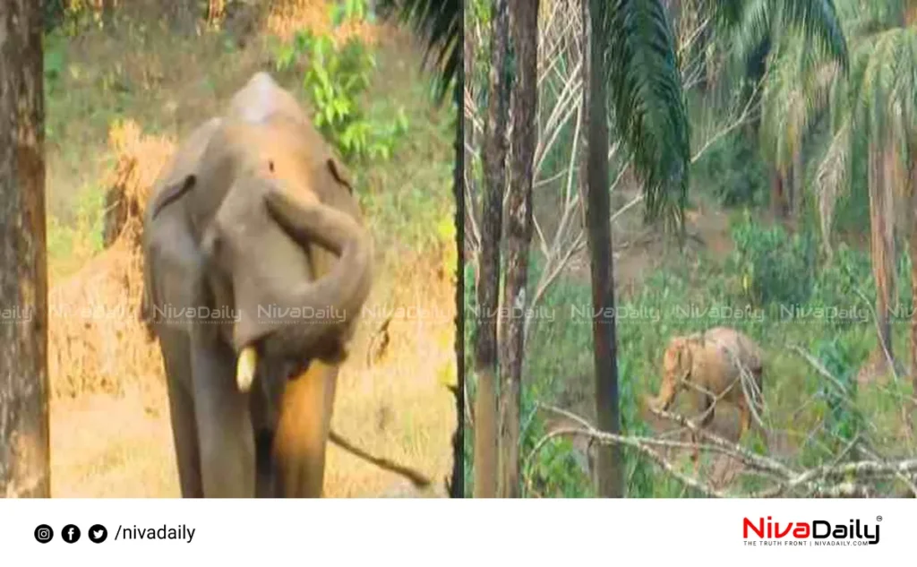 Athirappilly Elephant Rescue