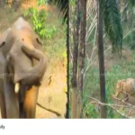 Athirappilly Elephant Rescue