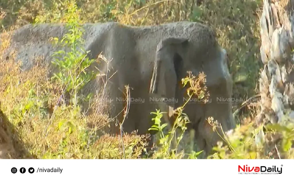 Athirappilly Elephant Rescue