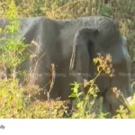 Athirappilly Elephant Rescue