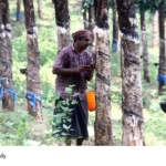 Rubber Farmers Protest