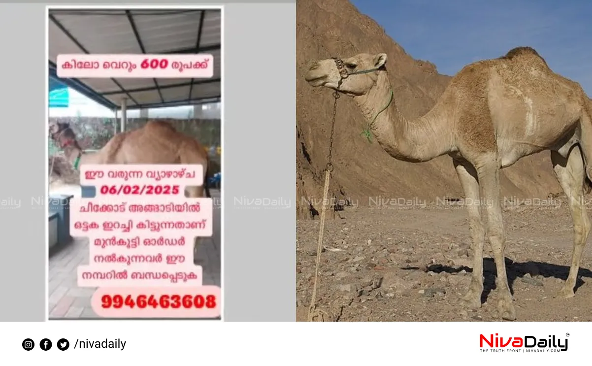 Illegal Camel Slaughter