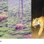 Wild Animal Attacks Kerala