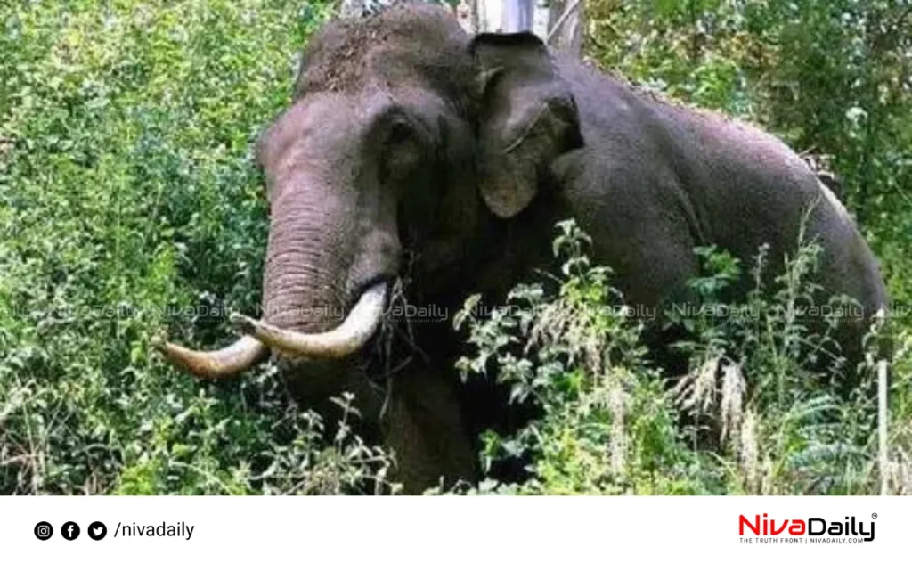 Idukki Elephant Attack