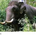 Idukki Elephant Attack