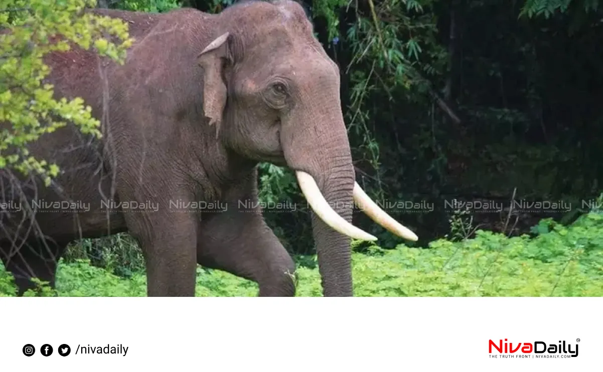 Wild Elephant