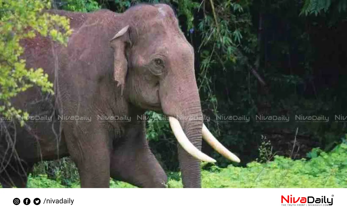 Aralam Farm Elephant Attack