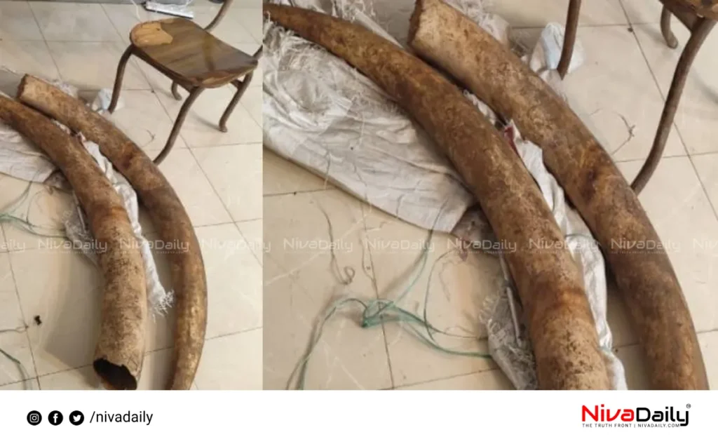 Elephant Tusks Seizure