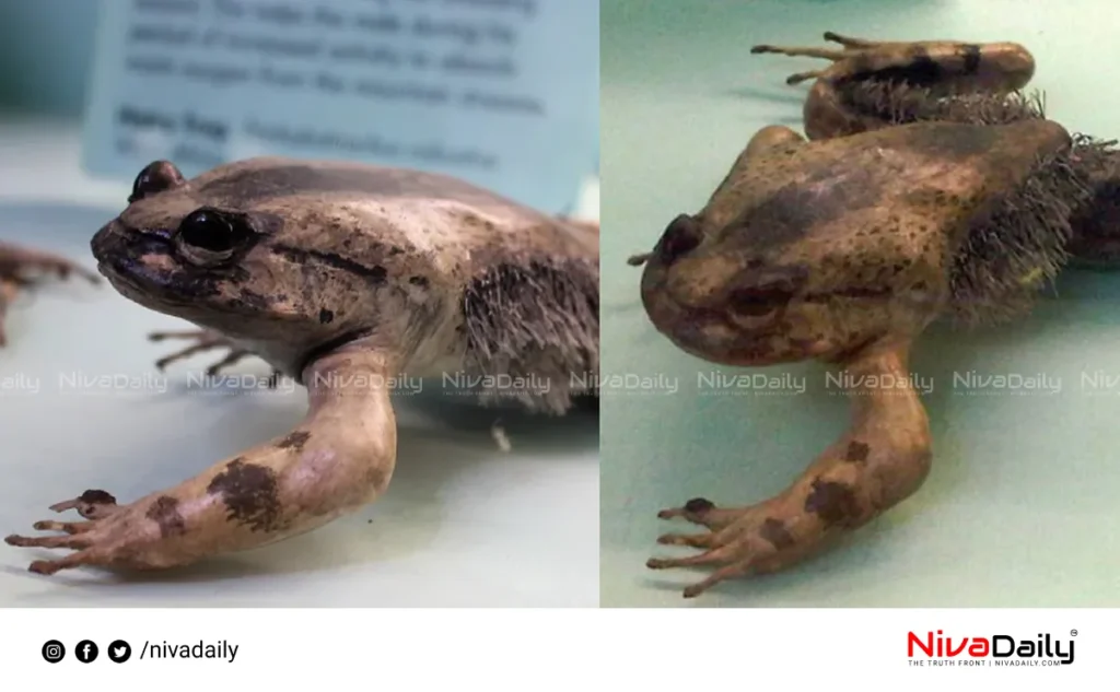 Hairy Frog