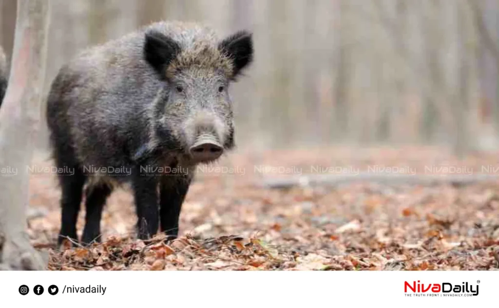 Wild Boar Control