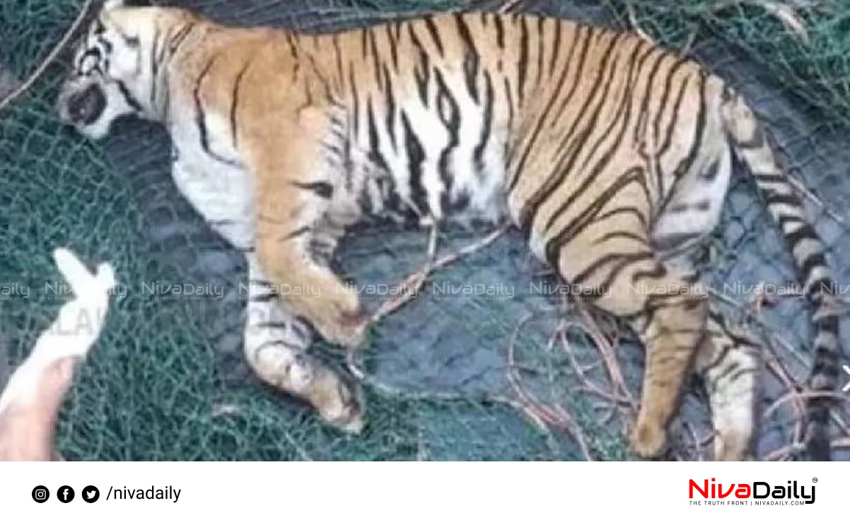 Vandiperiyar Tigress Death