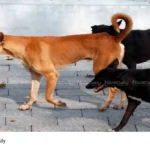 rabies kerala
