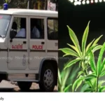 cannabis cultivation