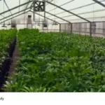hybrid cannabis smuggling