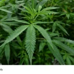 cannabis seized Thrissur