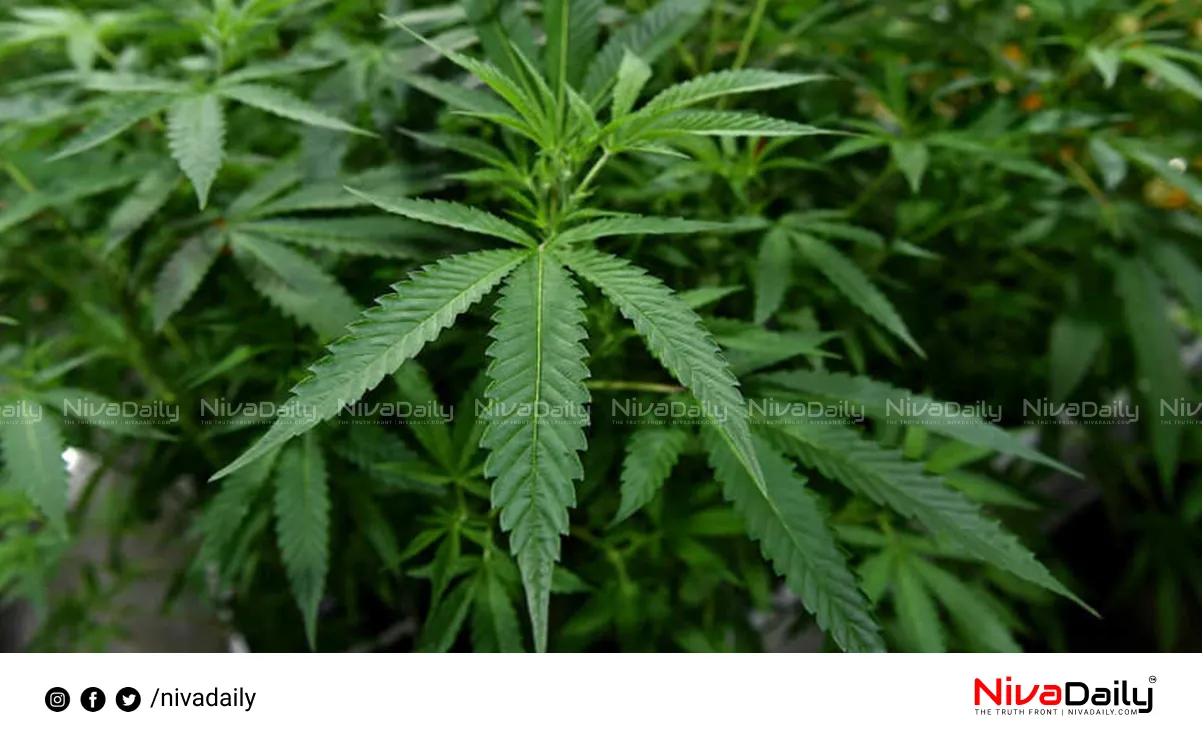 cannabis seized Thrissur