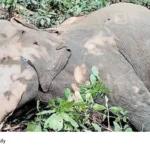 elephant death investigation
