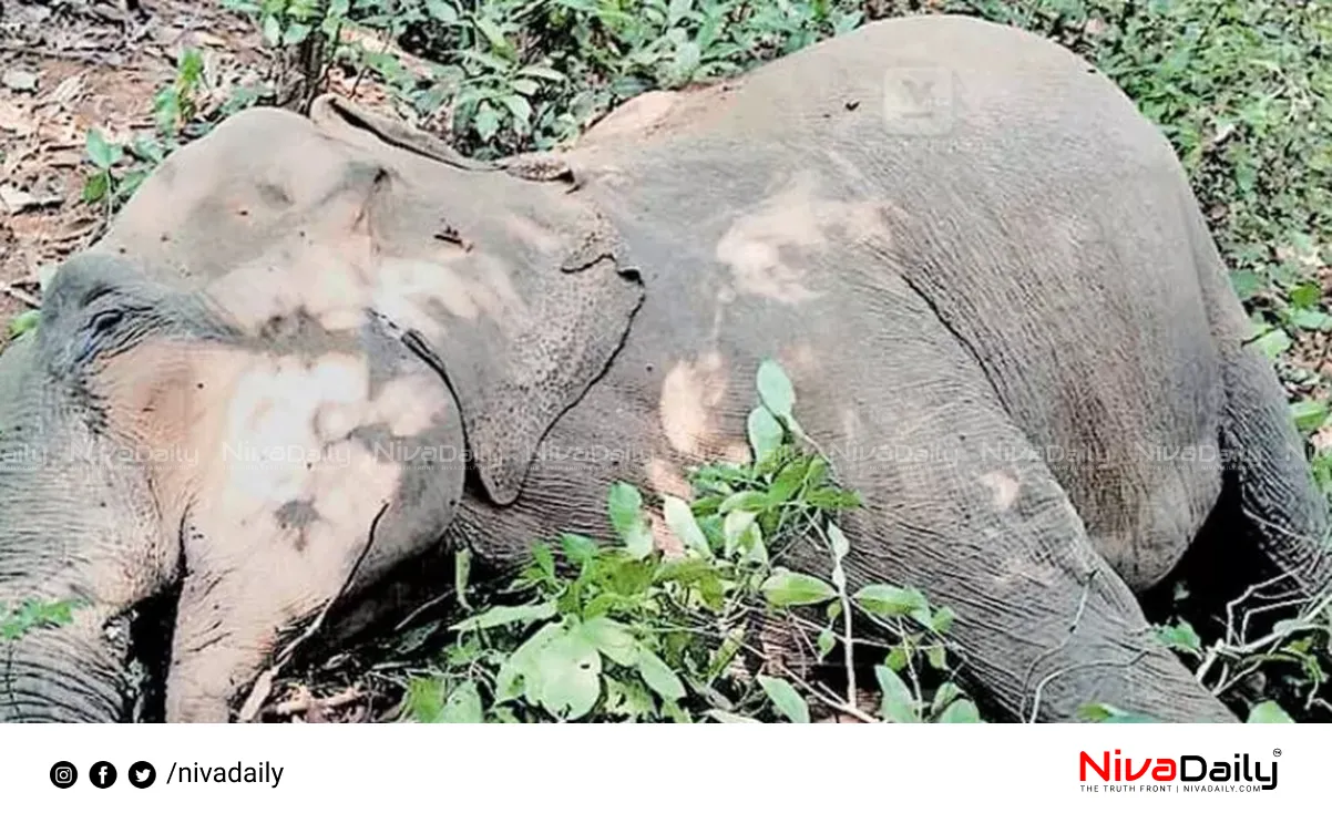 elephant death investigation