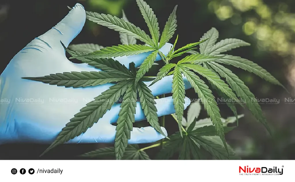Cannabis seized Kerala