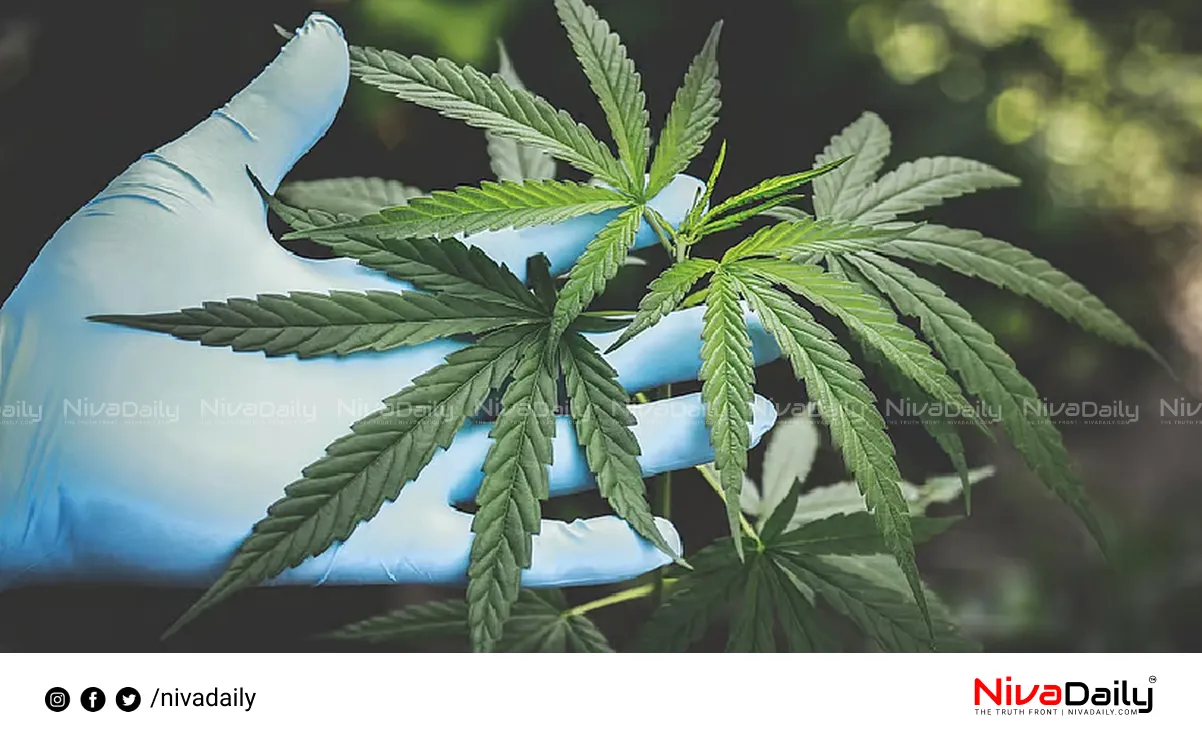 Cannabis seized Kerala