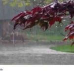 Kerala monsoon rainfall