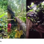 Kerala monsoon rainfall