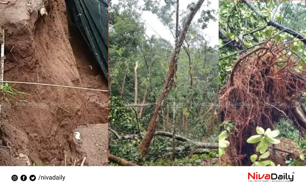 Kerala monsoon rainfall