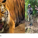 man-eating tiger
