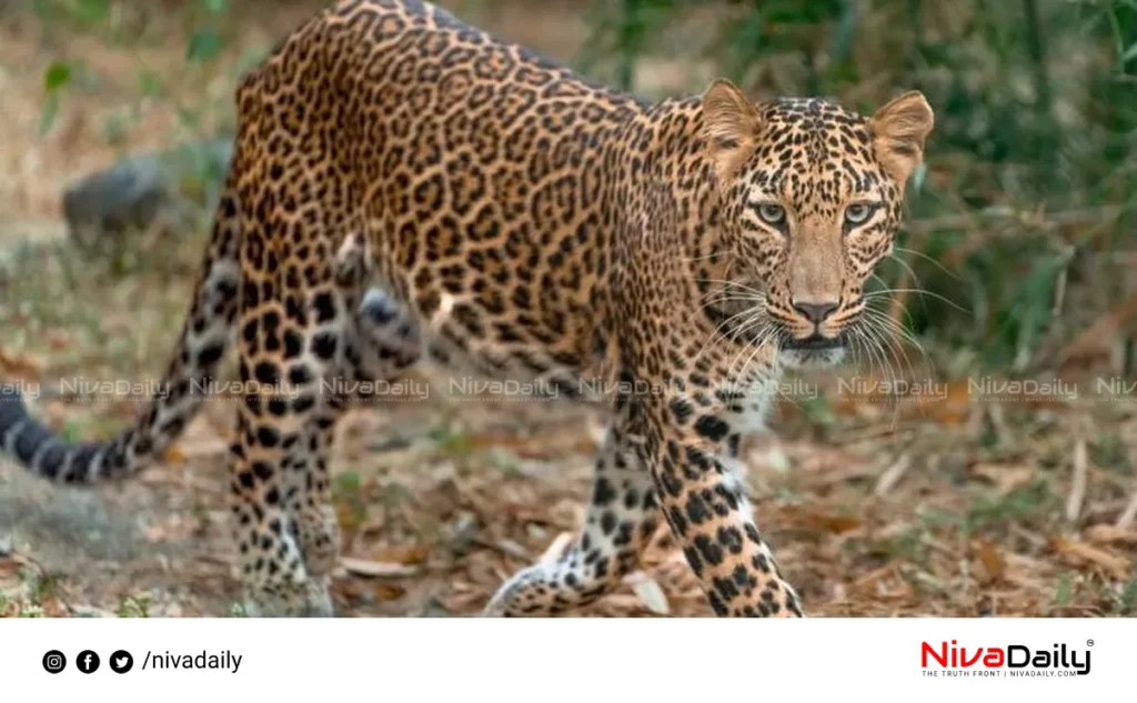Leopard Attack Malappuram