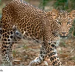 Leopard Attack Malappuram