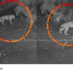 Leopard spotted