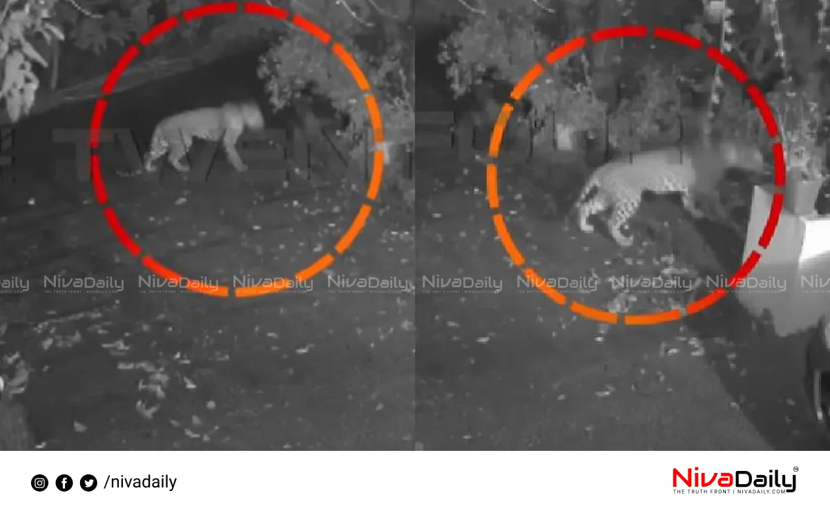 Leopard spotted