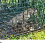 Kalikavu leopard trapped