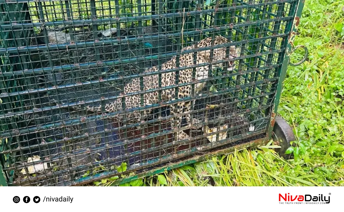 Kalikavu leopard trapped