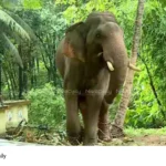 Kalikavu tiger mission