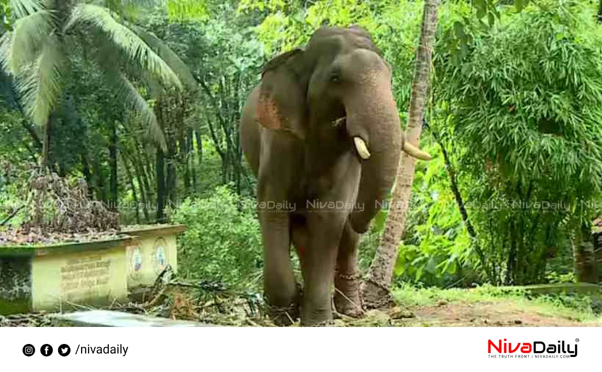 Kalikavu tiger mission