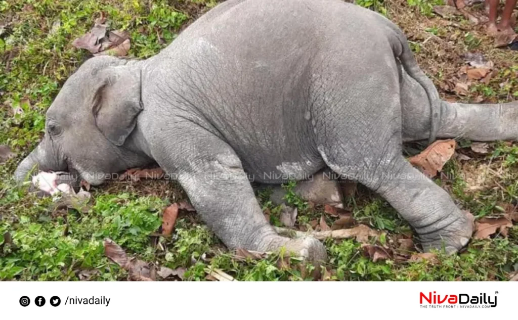 baby elephant death