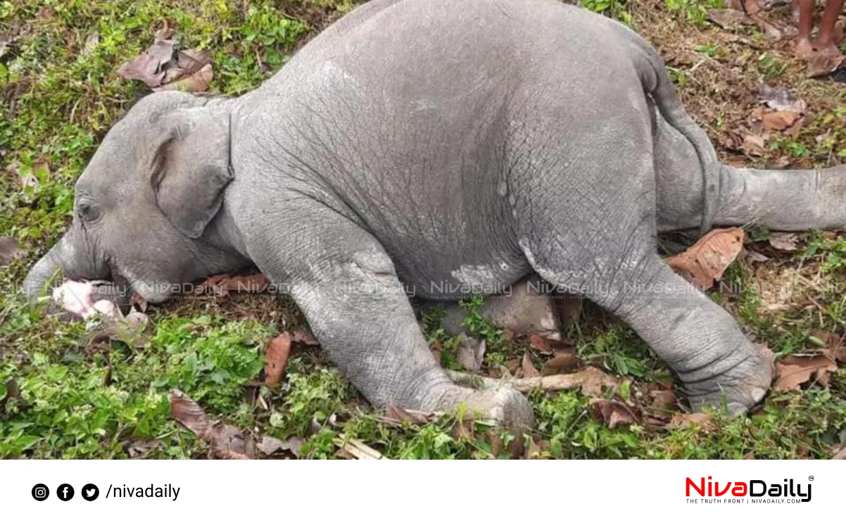 baby elephant death