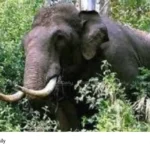 wild elephant attack