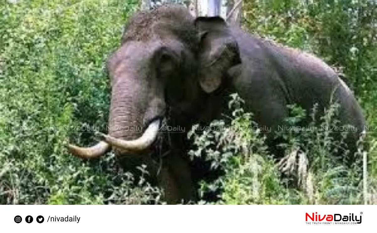wild elephant attack